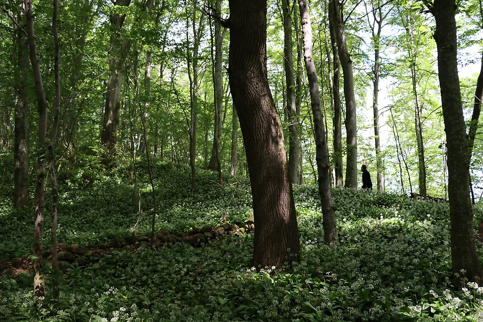 Upptäck naturreservat Lövestads Åsar Sjöbo kommun