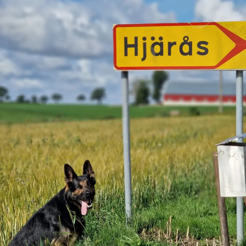 Hjärås skylt och hund