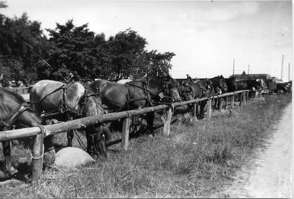 Hästar bundna vid ett staket vid Nya Torg